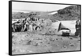 Penguins Listening to the Gramophone During Shackleton's 1907-09 Antarctic Expedition, from 'The…-English Photographer-Framed Stretched Canvas