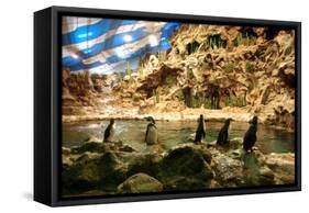 Penguins, Loro Parque, Tenerife, Canary Islands, 2007-Peter Thompson-Framed Stretched Canvas