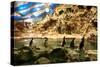 Penguins, Loro Parque, Tenerife, Canary Islands, 2007-Peter Thompson-Stretched Canvas