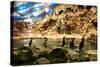 Penguins, Loro Parque, Tenerife, Canary Islands, 2007-Peter Thompson-Stretched Canvas