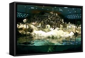 Penguins, Loro Parque, Tenerife, Canary Islands, 2007-Peter Thompson-Framed Stretched Canvas