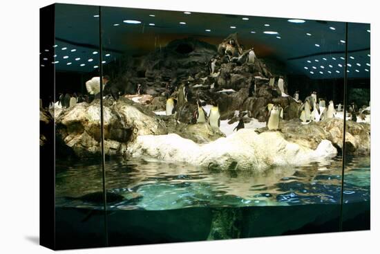 Penguins, Loro Parque, Tenerife, Canary Islands, 2007-Peter Thompson-Stretched Canvas
