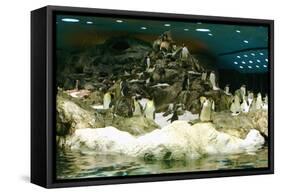 Penguins, Loro Parque, Tenerife, Canary Islands, 2007-Peter Thompson-Framed Stretched Canvas