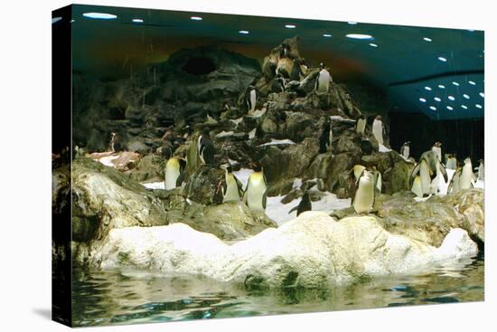 Penguins, Loro Parque, Tenerife, Canary Islands, 2007-Peter Thompson-Stretched Canvas