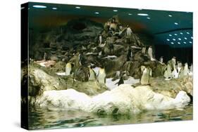 Penguins, Loro Parque, Tenerife, Canary Islands, 2007-Peter Thompson-Stretched Canvas