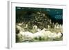 Penguins, Loro Parque, Tenerife, Canary Islands, 2007-Peter Thompson-Framed Photographic Print