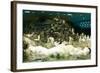 Penguins, Loro Parque, Tenerife, Canary Islands, 2007-Peter Thompson-Framed Photographic Print