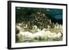 Penguins, Loro Parque, Tenerife, Canary Islands, 2007-Peter Thompson-Framed Photographic Print