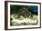 Penguins, Loro Parque, Tenerife, Canary Islands, 2007-Peter Thompson-Framed Photographic Print