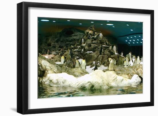 Penguins, Loro Parque, Tenerife, Canary Islands, 2007-Peter Thompson-Framed Photographic Print