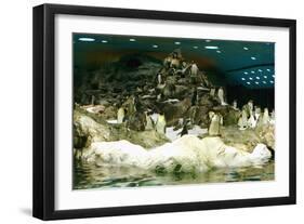 Penguins, Loro Parque, Tenerife, Canary Islands, 2007-Peter Thompson-Framed Photographic Print