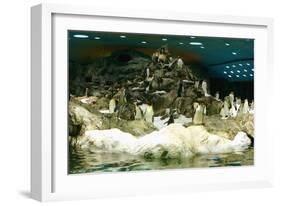 Penguins, Loro Parque, Tenerife, Canary Islands, 2007-Peter Thompson-Framed Photographic Print