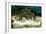 Penguins, Loro Parque, Tenerife, Canary Islands, 2007-Peter Thompson-Framed Photographic Print