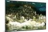 Penguins, Loro Parque, Tenerife, Canary Islands, 2007-Peter Thompson-Mounted Photographic Print