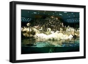 Penguins, Loro Parque, Tenerife, Canary Islands, 2007-Peter Thompson-Framed Photographic Print