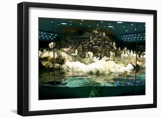 Penguins, Loro Parque, Tenerife, Canary Islands, 2007-Peter Thompson-Framed Photographic Print