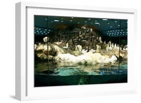 Penguins, Loro Parque, Tenerife, Canary Islands, 2007-Peter Thompson-Framed Photographic Print