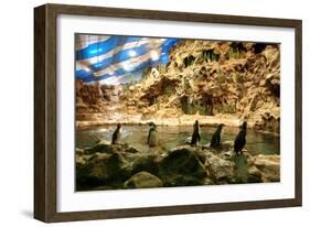 Penguins, Loro Parque, Tenerife, Canary Islands, 2007-Peter Thompson-Framed Photographic Print