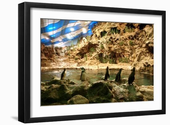 Penguins, Loro Parque, Tenerife, Canary Islands, 2007-Peter Thompson-Framed Photographic Print