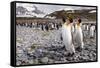 Penguins of Salisbury Plain-Karen Lunney-Framed Stretched Canvas