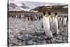 Penguins of Salisbury Plain-Karen Lunney-Stretched Canvas