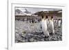 Penguins of Salisbury Plain-Karen Lunney-Framed Photographic Print