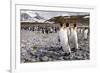 Penguins of Salisbury Plain-Karen Lunney-Framed Photographic Print