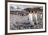 Penguins of Salisbury Plain-Karen Lunney-Framed Photographic Print