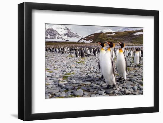 Penguins of Salisbury Plain-Karen Lunney-Framed Photographic Print