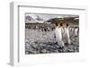 Penguins of Salisbury Plain-Karen Lunney-Framed Photographic Print