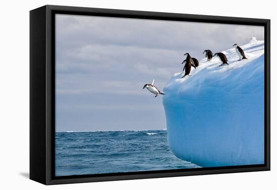 Penguins Off the Edge-Howard Ruby-Framed Stretched Canvas