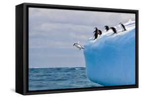 Penguins Off the Edge-Howard Ruby-Framed Stretched Canvas