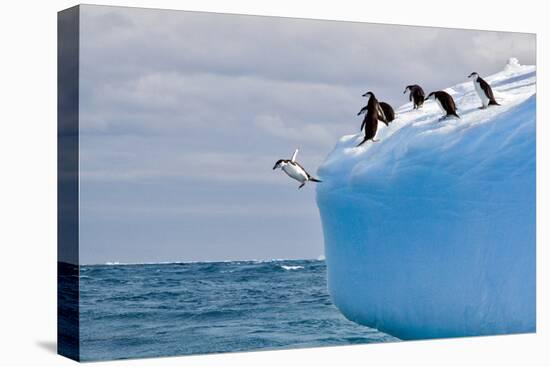 Penguins Off the Edge-Howard Ruby-Stretched Canvas