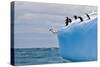 Penguins Off the Edge-Howard Ruby-Stretched Canvas