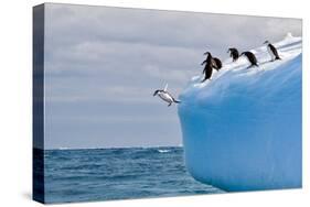 Penguins Off the Edge-Howard Ruby-Stretched Canvas