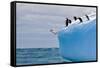 Penguins Off the Edge-Howard Ruby-Framed Stretched Canvas