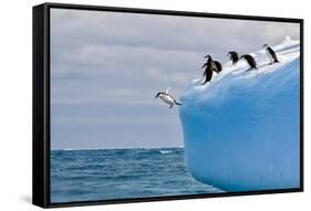 Penguins Off the Edge-Howard Ruby-Framed Stretched Canvas