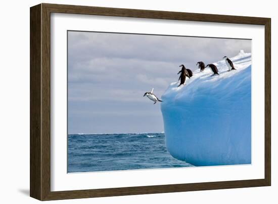 Penguins Off the Edge-Howard Ruby-Framed Photographic Print