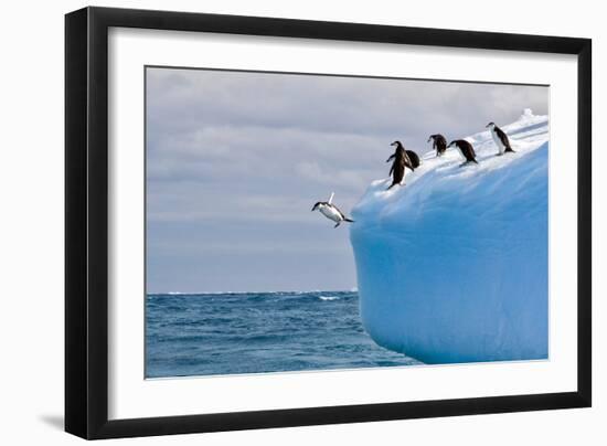 Penguins Off the Edge-Howard Ruby-Framed Photographic Print