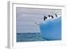 Penguins Off the Edge-Howard Ruby-Framed Photographic Print