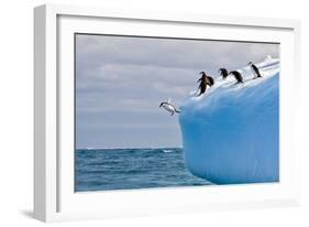 Penguins Off the Edge-Howard Ruby-Framed Photographic Print