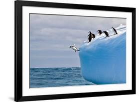 Penguins Off the Edge-Howard Ruby-Framed Photographic Print