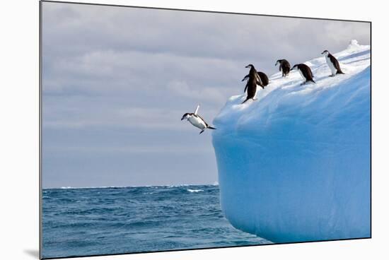 Penguins Off the Edge-Howard Ruby-Mounted Photographic Print