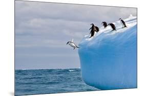 Penguins Off the Edge-Howard Ruby-Mounted Photographic Print