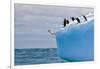 Penguins Off the Edge-Howard Ruby-Framed Photographic Print