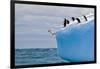 Penguins Off the Edge-Howard Ruby-Framed Photographic Print