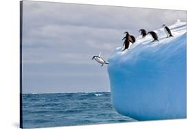 Penguins Off the Edge-Howard Ruby-Stretched Canvas