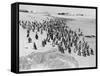Penguins on the Beach at Dassen Island off the Coast of South Africa, 1935-null-Framed Stretched Canvas