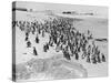 Penguins on the Beach at Dassen Island off the Coast of South Africa, 1935-null-Stretched Canvas