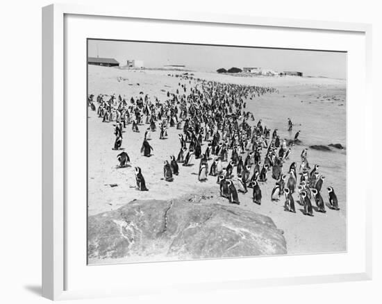 Penguins on the Beach at Dassen Island off the Coast of South Africa, 1935-null-Framed Photographic Print